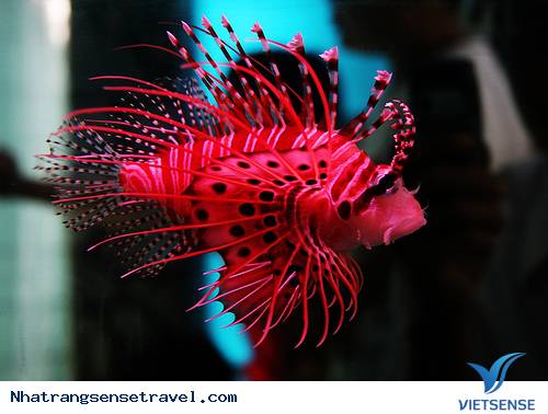 Viện Hải Dương Học Nha Trang 2