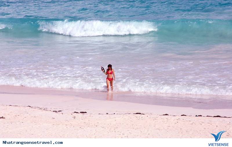 Biển hồng Bonaire – Caribbean Biển hồng Bonaire – Caribbean