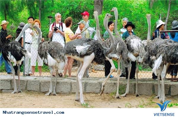 Trải Nghiệm Kỳ Nghỉ Cuối Tuần Thú Vị Tại Nha Phu - Nha Trang - Ảnh 5