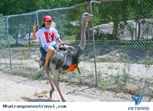 Trải Nghiệm Kỳ Nghỉ Cuối Tuần Thú Vị Tại Nha Phu - Nha Trang - Ảnh 6