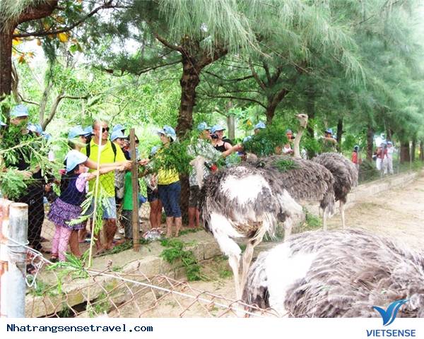 Trải Nghiệm Kỳ Nghỉ Cuối Tuần Thú Vị Tại Nha Phu - Nha Trang - Ảnh 8