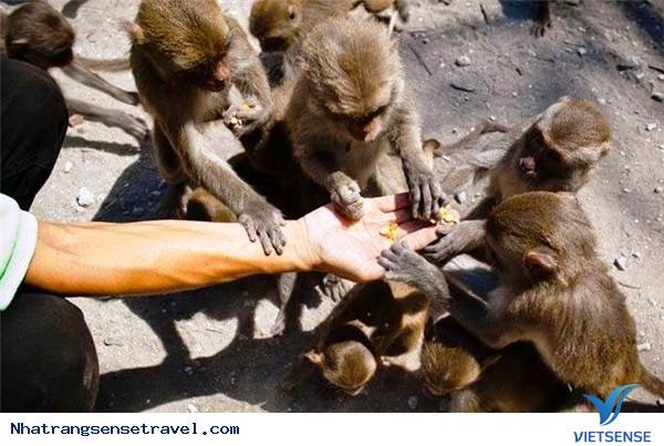 Trải Nghiệm Kỳ Nghỉ Cuối Tuần Thú Vị Tại Nha Phu - Nha Trang - Ảnh 11