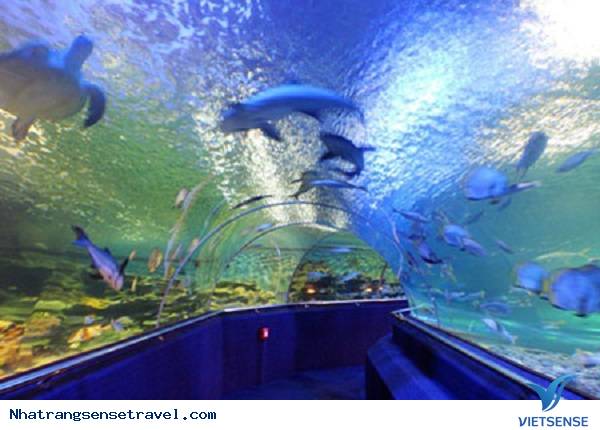 Trải nghiệm một ngày tại khu thăm quan Nha Trang - Ảnh 3 Trải nghiệm một ngày tại khu thăm quan Nha Trang - Ảnh 3