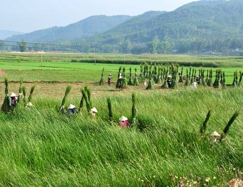 Trồng Cói, Dệt Chiếu - Ảnh 1 Trồng Cói, Dệt Chiếu - Ảnh 1