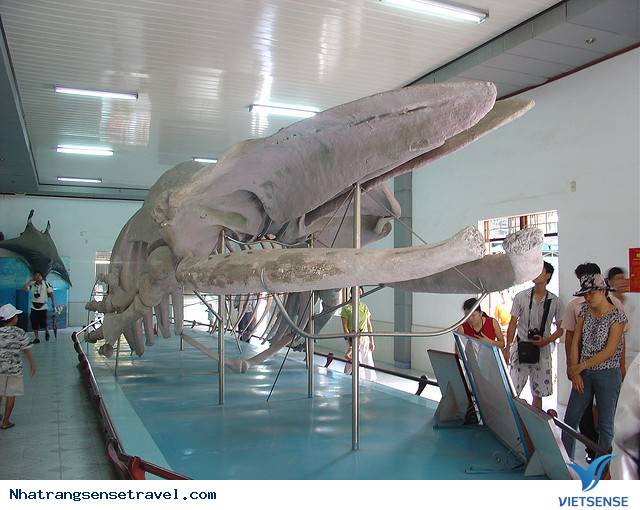 Viện Hải dương học Nha Trang níu chân khách thăm quan - Ảnh 1 Viện Hải dương học Nha Trang níu chân khách thăm quan - Ảnh 1