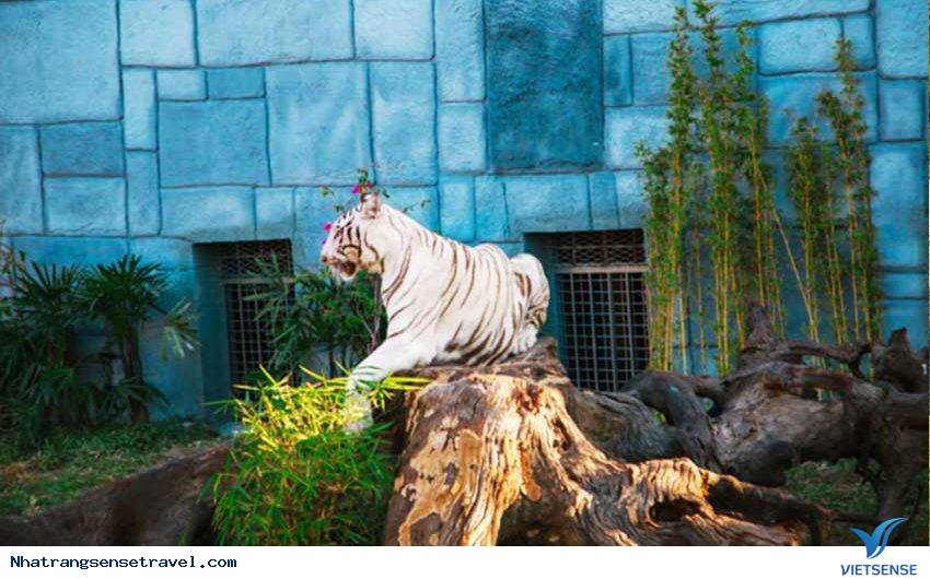 Vườn thú ở Vinwonders Nha Trang Vườn thú ở Vinwonders Nha Trang