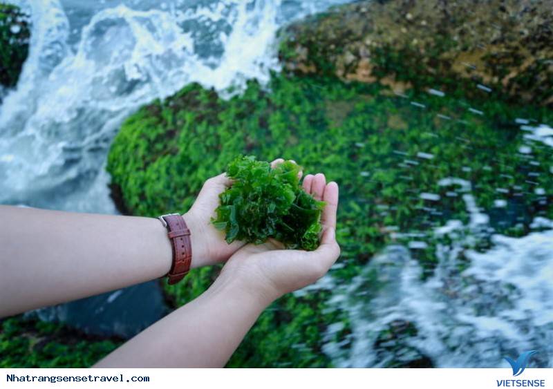 Xanh Kỳ Diệu Bãi Rêu Trên Biển Nha Trang Bắt Mắt khách thăm quan - Ảnh 9