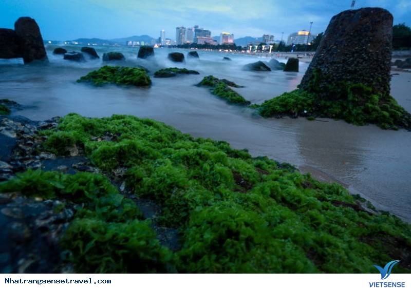 Xanh Kỳ Diệu Bãi Rêu Trên Biển Nha Trang Bắt Mắt khách thăm quan - Ảnh 4