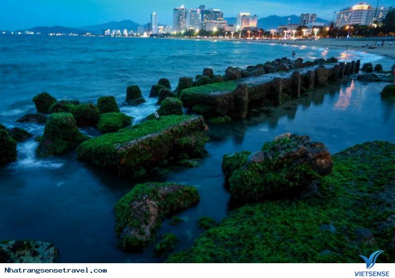 Xanh Kỳ Diệu Bãi Rêu Trên Biển Nha Trang Bắt Mắt khách thăm quan - Ảnh 3