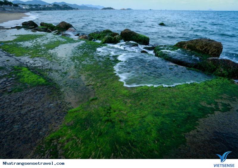 Bãi rêu Nha Trang là nơi bạn có thể tìm thấy những góc ảnh đẹp nhất về loài rêu biển. Với màu sắc tươi tắn và khung cảnh hoang sơ, chắc chắn bạn sẽ không thể rời mắt khỏi bức ảnh này. Hãy cùng trải nghiệm sự yên bình và thư giãn với những cảnh rêu biển đẹp nhất tại Nha Trang.