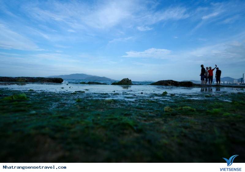 Xanh Kỳ Diệu Bãi Rêu Trên Biển Nha Trang Bắt Mắt khách thăm quan - Ảnh 10