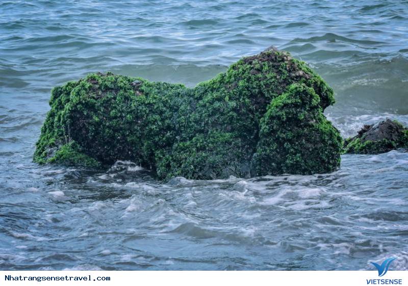Xanh Kỳ Diệu Bãi Rêu Trên Biển Nha Trang Bắt Mắt khách thăm quan - Ảnh 7