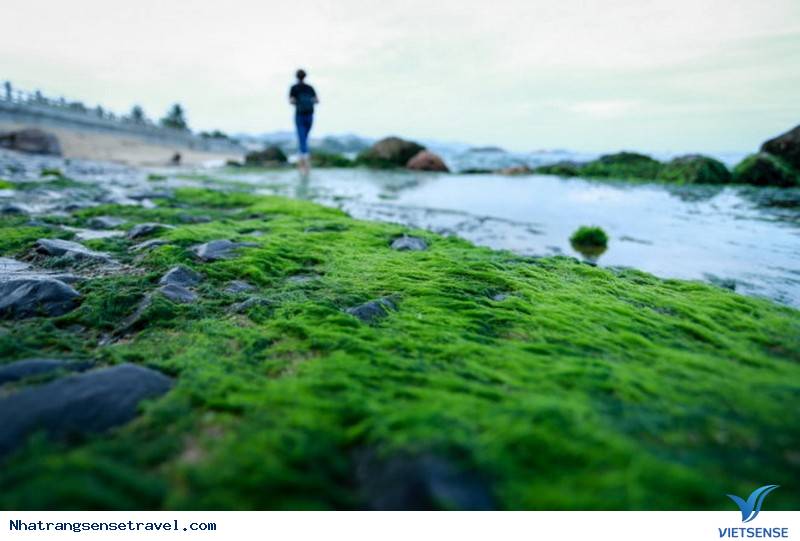 Bãi Rêu Nha Trang: \