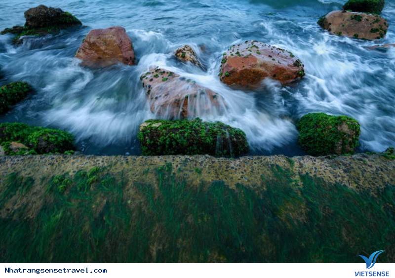 Xanh Kỳ Diệu Bãi Rêu Trên Biển Nha Trang Bắt Mắt khách thăm quan - Ảnh 6