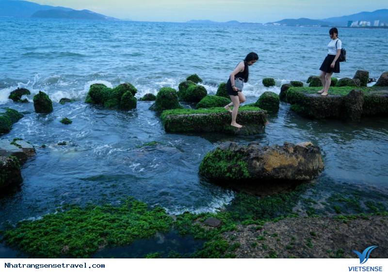Xanh Kỳ Diệu Bãi Rêu Trên Biển Nha Trang Bắt Mắt khách thăm quan - Ảnh 8
